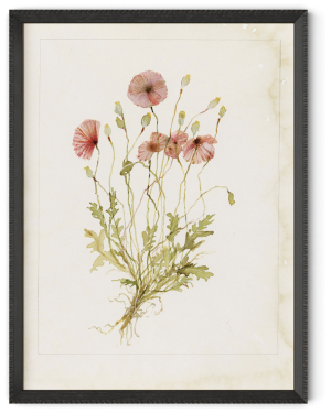 Papaveraceae No. 2 by Laurel-Dawn Latshaw
